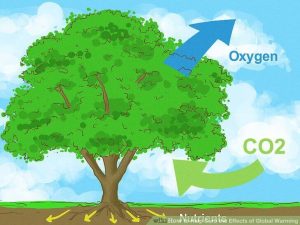 oxygen and co2 effect on global warming and climate change