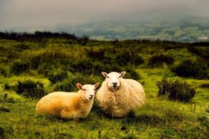 The Complete Guide to Green Insulation
