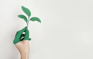 A hand holding a green plant