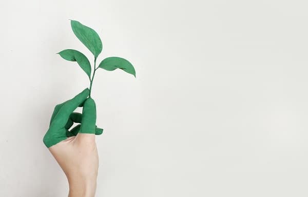 A hand holding a green plant