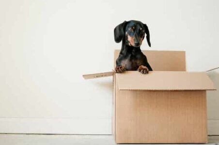 A black dog inside a moving box, representing whether you should move out during roof replacement.